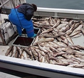 ◆漁師から直送の偽りのない魚◆北海道各漁港からの取り寄せなので、安れで心してお食事できます。