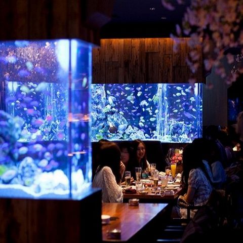 �A�N�A���E���C�^���A�� �S�֋� ���C��