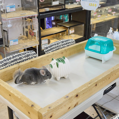 小動物カフェ ROCK STAR なんばパークス前店の雰囲気1
