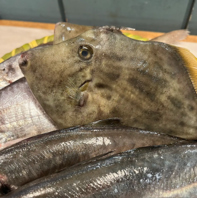 三浦半島で取れた新鮮な地魚たち