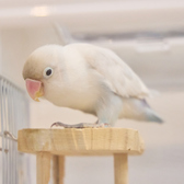 小動物カフェ ROCK STAR ロックスター なんばパークス前店の雰囲気3