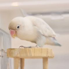 小動物カフェ ROCK STAR ロックスター なんばパークス前店の雰囲気3