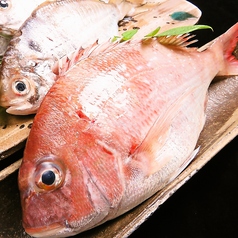 徳島 魚一番 新 あらたのコース写真