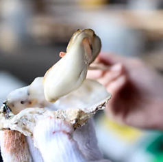 せとうち兵庫水産研究所 牡蠣小屋 HOPLAND 播州赤穂の特集写真