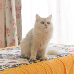 横浜 元町 中華街 猫カフェ 猫ちゃんといっしょの特集写真