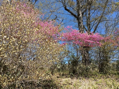いまが見頃、トウゴクミツバツツジ、愛子様の木のシロヤシオが素敵に咲き誇っています。