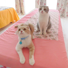 横浜 元町 中華街 猫カフェ 猫ちゃんといっしょの特集写真