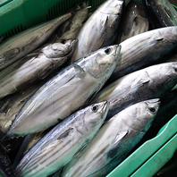 【一本釣りの衝撃】漁港直送のご馳走。