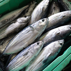 【一本釣りの衝撃】漁港直送のご馳走。