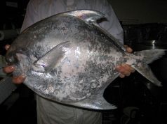 魚彩山昧 いっつ亭のおすすめ料理3
