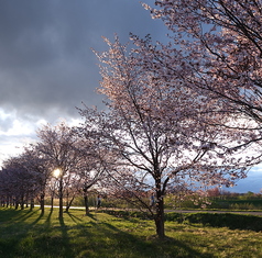 Sakura Terrace サクラ テラスの写真