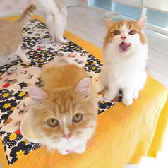 横浜 元町 中華街 猫カフェ 猫ちゃんといっしょの特集写真