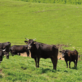 「おおいた和牛」は、品質の高い豊後牛の中でも美味しさにこだわった農場で育てられた肉質4等級以上のものだけを選んだ逸品。その肉質は、風味豊かで、まろやかでとろけるような味わいが特長です。