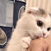 CAT CAFE 美観neko ビカンネコのおすすめ料理2