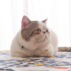 横浜 元町 中華街 猫カフェ 猫ちゃんといっしょの特集写真