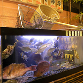 【生け簀設置店舗】店内生簀から新鮮な活魚をお届けいたします！その日の入荷でさばきたてが食べられます！その他、お刺身をはじめ海鮮料理を含む飲み放題付きコースも各種ご用意しております。飲み会やご宴会に是非ご利用ください。