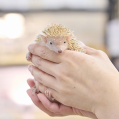 小動物カフェ ROCK STAR ロックスター なんばパークス前店のコース写真
