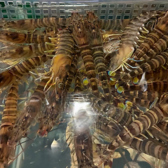 呑みんちゅ水産の雰囲気3