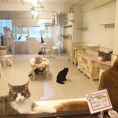 Cat Mon 美cafeのコース写真