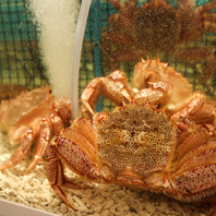 「活」へのこだわり！その場で茹で上げる至高の美味しさ