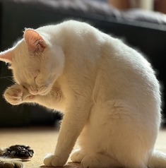 猫cafe幸猫