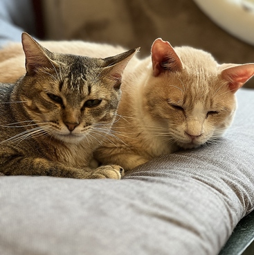 猫cafe幸猫のおすすめ料理1