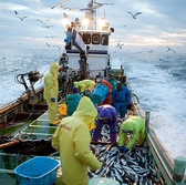 生鮮朝獲れ新鮮鮮魚を使用した料理【北海道紋別市新港町】紋別漁港で水揚げされた鮮魚は北海道から空輸で極めて短時間に料理長の手元に届くその食材こそ最も新鮮かつ美味しくご提供できると考えております。