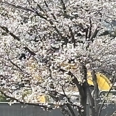 九州魂 南大沢店のコース写真