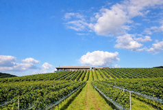 了美 Wine & Dineの写真