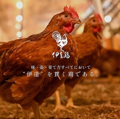 - 鶏 -
