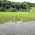 六甲山から湧き出る水をたっぷり含んだお米