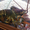 オマール海老など新鮮魚介も使用