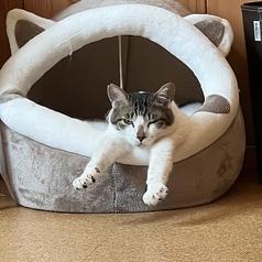 猫cafe幸猫の雰囲気2