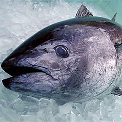 極上の本マグロ