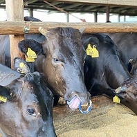 食肉センター市場直送のお肉は鮮度◎こだわりの近江牛！