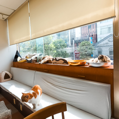 Cat Cafe にゃんことのおすすめポイント1