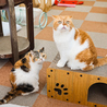 Cat Cafe にゃんことのおすすめポイント2