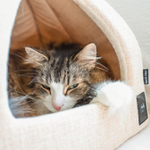 Cat Cafe にゃんことのおすすめ料理2