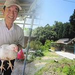 直営養鶏場からの安心地鶏  山口の直営養鶏場『長門俵山農場』からの鶏は安心・安全・鮮度抜群！
