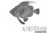 DELICATESSEN&KITCHEN ALFRED PERUGINIのロゴ