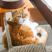 Cat Cafe にゃんことのおすすめ料理3