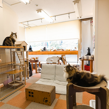 Cat Cafe にゃんことの雰囲気1