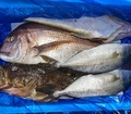 料理メニュー写真&nbsp;魚料理はシェフが自ら足を運び出会った全国の信頼できる生産者から毎週届く旬の食材のみを使用