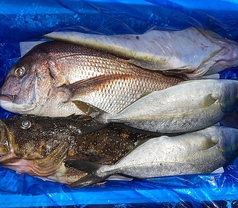 魚料理はシェフが自ら足を運び出会った全国の信頼できる生産者から毎週届く旬の食材のみを使用