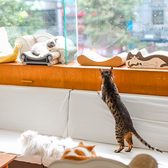 Cat Cafe にゃんことの雰囲気2
