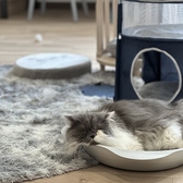 CAT CAFE 美観neko ビカンネコの雰囲気3