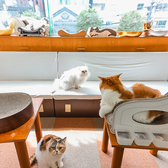 Cat Cafe にゃんことの雰囲気3