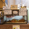 大将自らが釣りに行って取れた新鮮なお魚は店内の水槽で泳がせております◎注文が入ると水槽から出し、その場で調理してご提供！味だけでなく目でも楽しめる！鮮魚のお造りはカシラもついて豪華な見栄えになっております◎たつみ名物の活穴子は炙り、塩焼き、天ぷらなどさまざまな調理方法から選んでお召しあがりください！