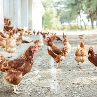 岩見沢の養鶏場『北海道ウイングファーム』直営