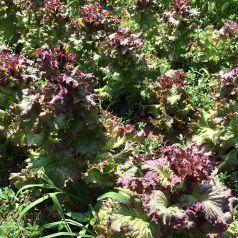 自家農園の野菜を料理・ドリンクに使用しています♪